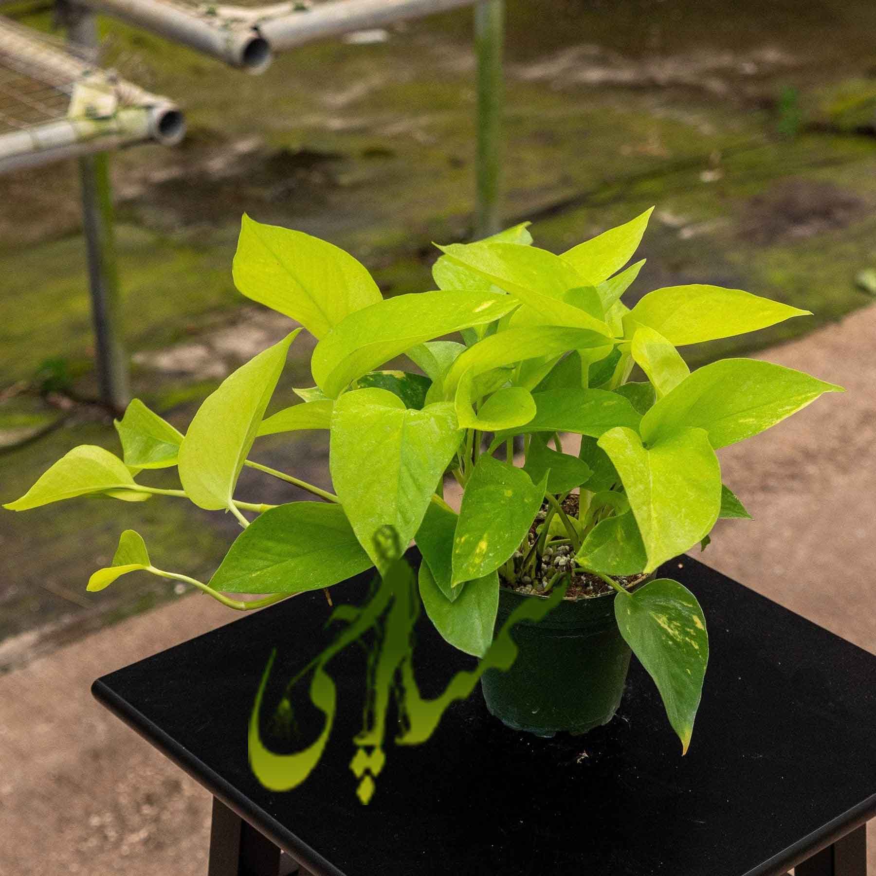 Neon Pothos